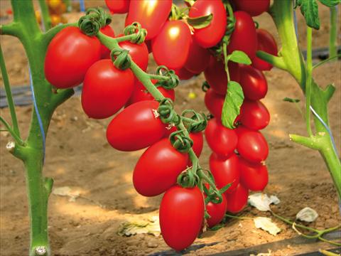 photo of flower to be used as: Pot, bedding, patio Solanum lycopersicum (pomodoro) Plum