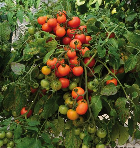 Foto fiore da  Vaso, aiuola, balcone Solanum lycopersicum (pomodoro) Red Profusion