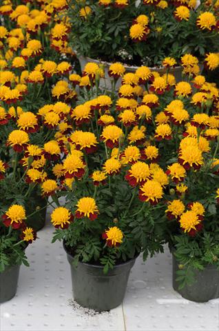 Foto fiore da  Aiuola e/o bordura Tagetes patula Solino giallo corona bronzo