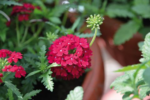 Foto fiore da  Vaso, balcone, basket Verbena Vepita Dark Red