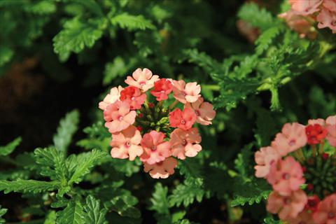 Foto fiore da  Vaso, balcone, basket Verbena Vepita Peach