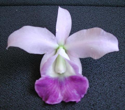 Foto fiore da  Vaso Cattleya Lc Memoria Hideyuki Goto