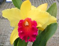 Yellow Ruby