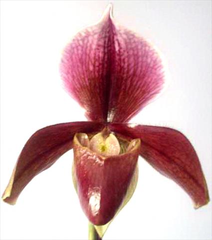 Foto fiore da  Vaso Paphiopedilum King Arthur