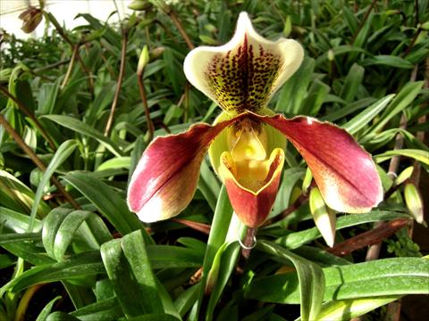 Foto fiore da  Vaso Paphiopedilum San Remo