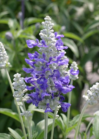 Foto fiore da  Aiuola e/o bordura Salvia farinacea Strata