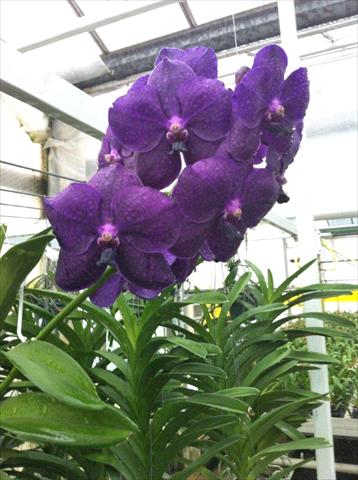 photo of flower to be used as: Pot Phalaenopsis Vanda