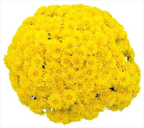 Foto fiore da  Vaso e aiola Chrysanthemum Goldor Jaune