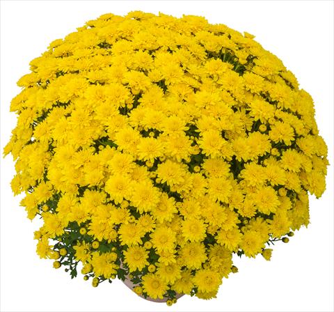 Foto fiore da  Vaso e aiola Chrysanthemum Lingo Jaune