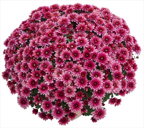 Foto fiore da  Vaso e aiola Chrysanthemum Sultan Cerise