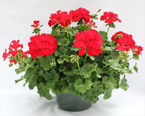 Foto fiore da  Balcone, vaso Pelargonium interspecifico Dixieland Dark Red