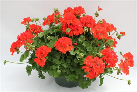 Foto fiore da  Balcone, vaso Pelargonium interspecifico Dixieland Orange