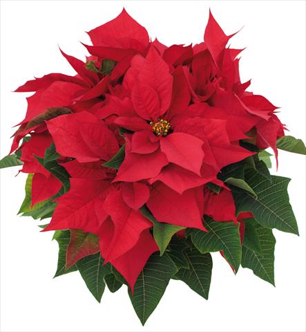 Foto fiore da  Vaso Poinsettia - Euphorbia pulcherrima Advantage Red