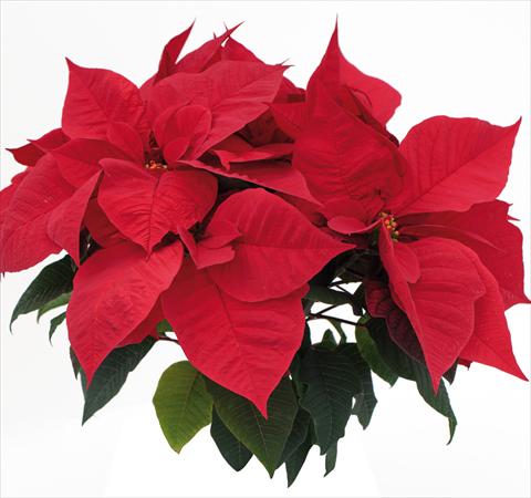 Foto fiore da  Vaso Poinsettia - Euphorbia pulcherrima Red Soul