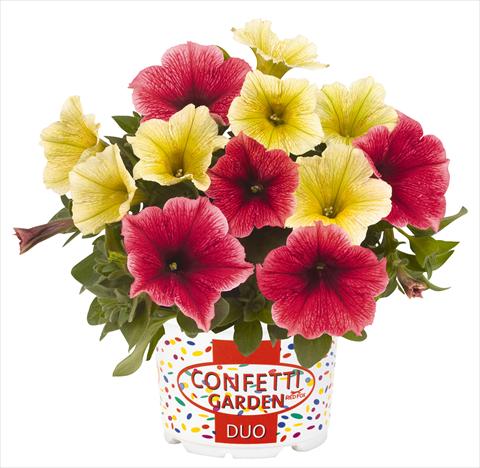 Foto fiore da  Vaso, aiuola, balcone 2 Combo RED FOX Confetti Garden Duo Banana Split