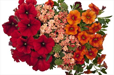 Foto fiore da  Vaso, aiuola, balcone 3 Combo RED FOX Confetti Garden Bel Air Red