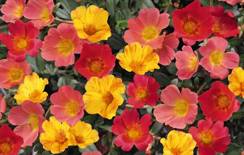 photo of flower to be used as: Pot, bedding, patio 3 Combo RED FOX Confetti Garden Cupcake Party