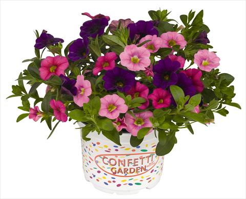 Foto fiore da  Vaso, aiuola, balcone 3 Combo RED FOX Confetti Garden Hawaiian Kona Flamingo