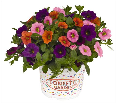 Foto fiore da  Vaso, aiuola, balcone 3 Combo RED FOX Confetti Garden Hawaiian Sunset Paradise