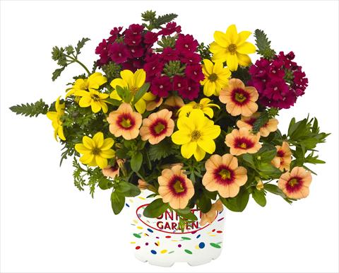 photo of flower to be used as: Pot, bedding, patio 3 Combo RED FOX Confetti Garden Hula Hoopla