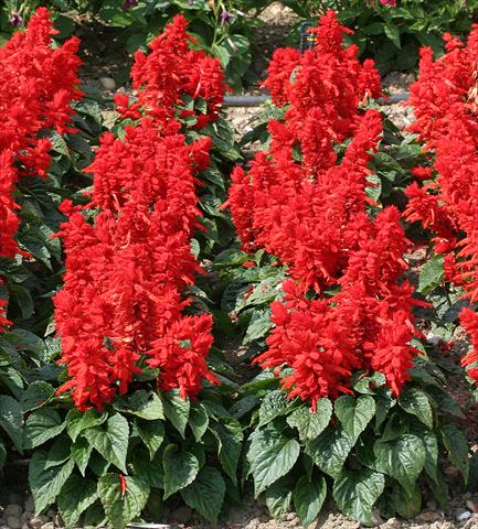 Foto fiore da  Aiuola e/o bordura Salvia splendens Mojave