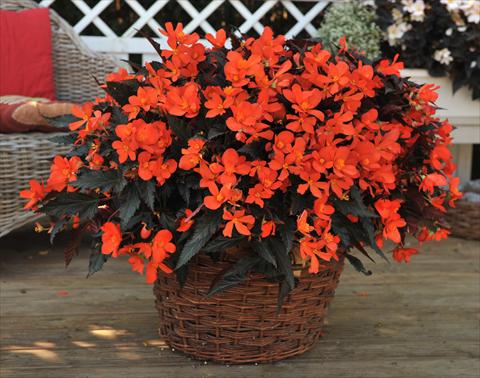 Foto fiore da  Basket vaso o aiuola Begonia boliviensis RED FOX Unstoppable Upright Fire