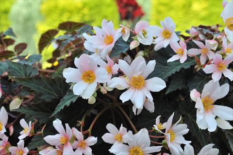 Foto fiore da  Basket vaso o aiuola Begonia boliviensis RED FOX Unstoppable Upright White