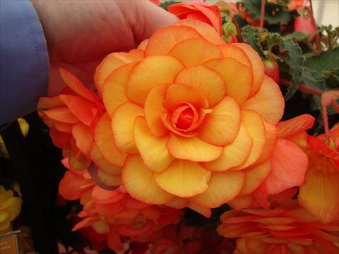 Foto fiore da  Vaso, aiuola, balcone, basket Begonia tuberhybrida RED FOX Arcada Apricot