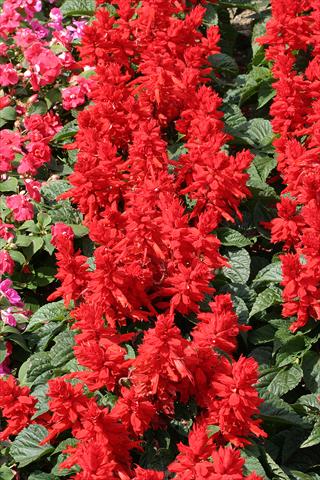 Foto fiore da  Aiuola e/o bordura Salvia splendens Oasis