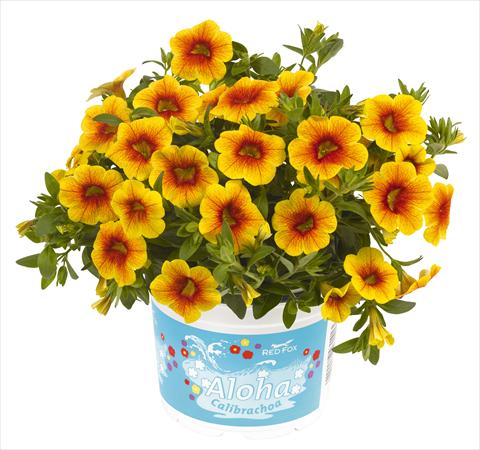 photo of flower to be used as: Pot, bedding, patio, basket Calibrachoa RED FOX Aloha® Kona Pineapple 2014