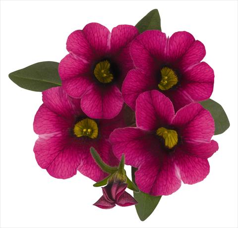 Foto fiore da  Vaso, aiuola, balcone, basket Calibrachoa RED FOX Aloha® Tiki Neon