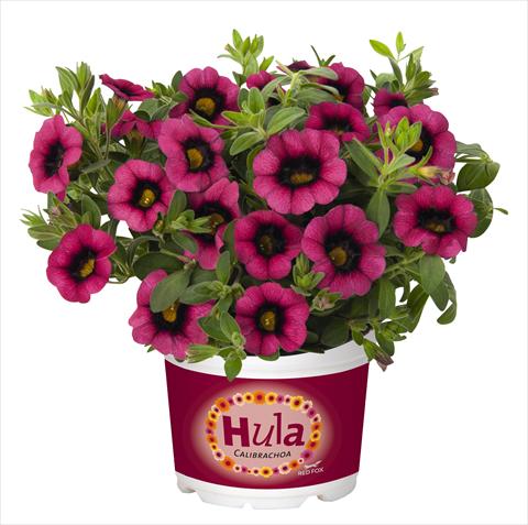 Foto fiore da  Vaso, aiuola, balcone, basket Calibrachoa RED FOX Hula Cherry