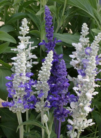 Foto fiore da  Aiuola e/o bordura Salvia farinacea Seascape