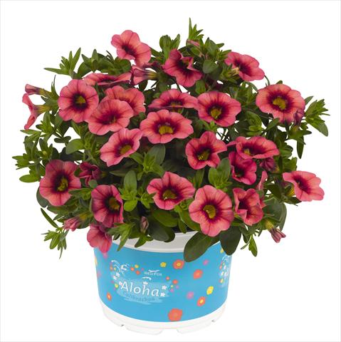 Foto fiore da  Vaso, aiuola, balcone, basket Calibrachoa RED FOX Hula Rose