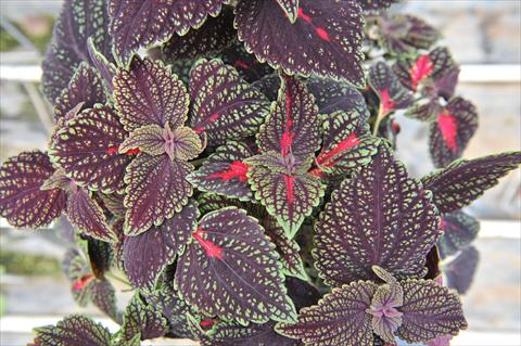 Foto fiore da  Vaso e aiola Coleus RED FOX Abbey Road