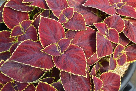 Foto fiore da  Vaso e aiola Coleus RED FOX Broadway