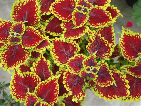 Foto fiore da  Vaso e aiola Coleus RED FOX Oxford Street