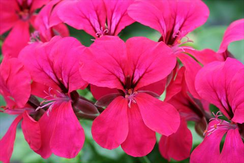 Foto fiore da  Basket o vaso Pelargonium peltatum Summertime Cherry Red