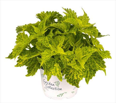 photo of flower to be used as: Pot and bedding Coleus RED FOX River Walk
