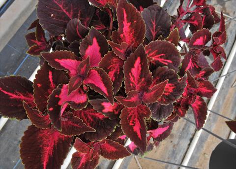 Foto fiore da  Vaso e aiola Coleus RED FOX Via Dolorosa