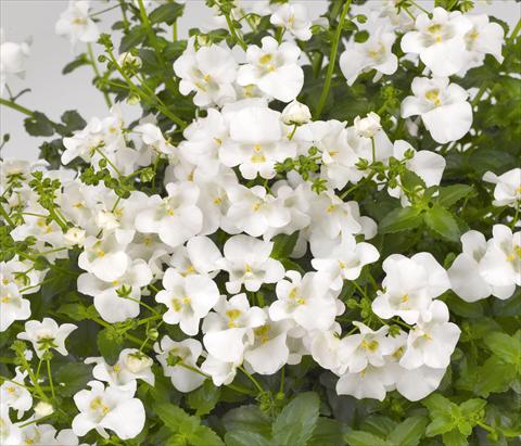 Foto fiore da  Vaso, balcone, basket Diascia barberae Genta Classic White