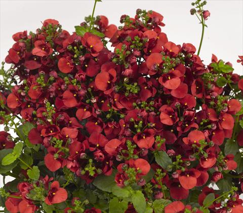 Foto fiore da  Vaso, balcone, basket Diascia barberae Genta Orange Flame