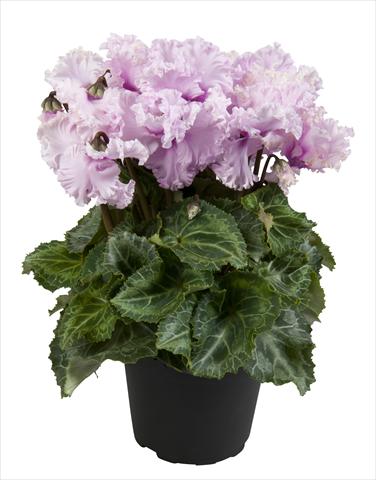 Foto fiore da  Basket o vaso Cyclamen persicum Super Serie® Merengue White with eye