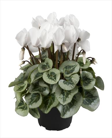 Foto fiore da  Basket o vaso Cyclamen persicum Super Serie® Rembrandt Pure White