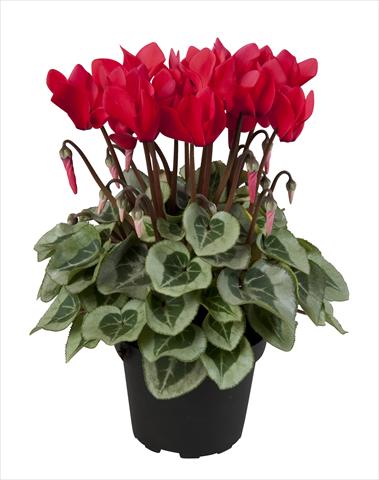 Foto fiore da  Basket o vaso Cyclamen persicum Super Serie® Rembrandt Red