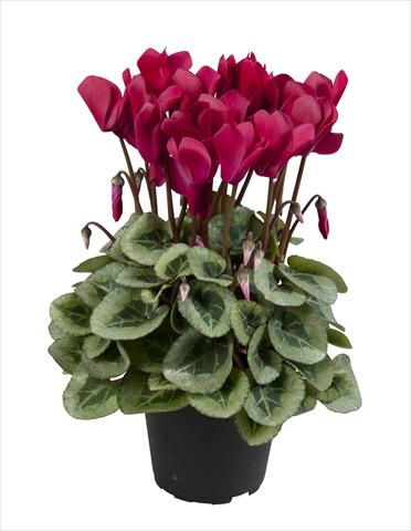 Foto fiore da  Basket o vaso Cyclamen persicum Super Serie® Rembrandt Wine Red