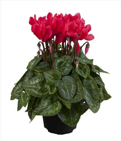 Foto fiore da  Basket o vaso Cyclamen persicum Super Serie® Carino F1 Dark Salmon Pink