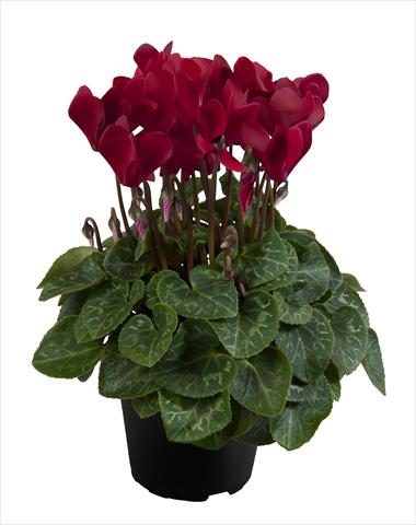 Foto fiore da  Basket o vaso Cyclamen persicum Super Serie® Carino F1 Deep Wine Red