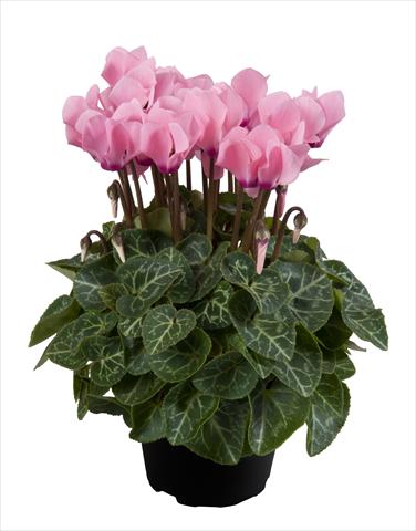 Foto fiore da  Basket o vaso Cyclamen persicum Super Serie® Carino F1 Light Salmon Pink