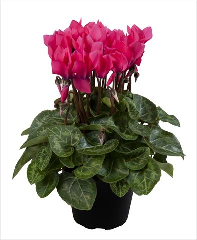 Foto fiore da  Basket o vaso Cyclamen persicum Super Serie® Carino F1 Neon Pink